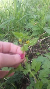 Geum vernum image