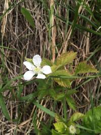 Rubus flagellaris image