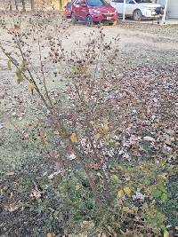 Lagerstroemia indica image