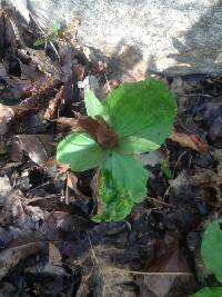 Trillium cuneatum image