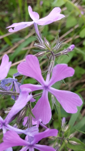 Phlox divaricata subsp. divaricata image