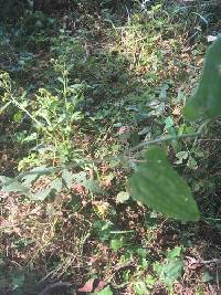 Smilax bona-nox image