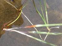 Vallisneria americana image