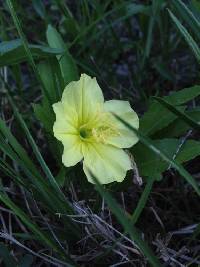 Oenothera macrocarpa image