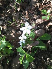 Rubus flagellaris image