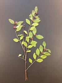 Lonicera maackii image