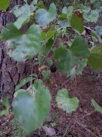 Vitis rotundifolia image