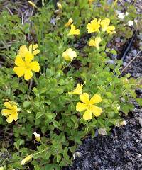 Oxalis priceae image