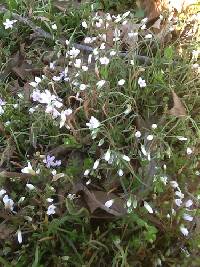 Claytonia caroliniana image