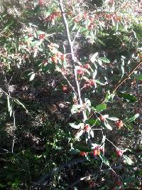 Elaeagnus umbellata image