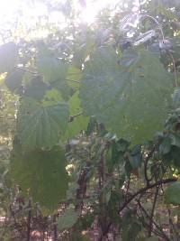 Vitis rotundifolia image