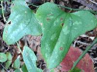 Smilax bona-nox image