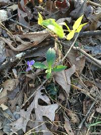 Viola villosa image