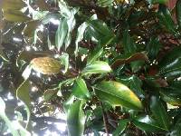 Magnolia grandiflora image