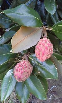 Magnolia grandiflora image