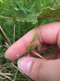 Vicia tetrasperma image