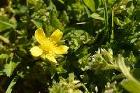 Potentilla indica image