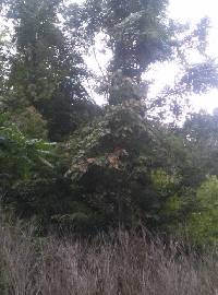 Oxydendrum arboreum image