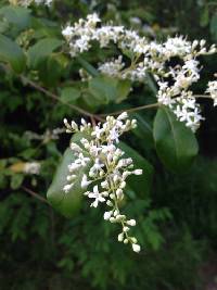 Ligustrum sinense image