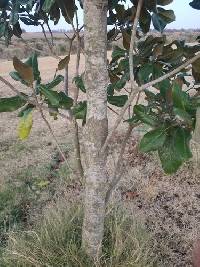 Magnolia grandiflora image