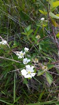 Rubus argutus image