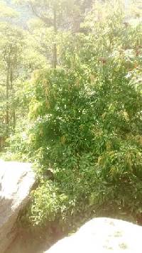 Oxydendrum arboreum image