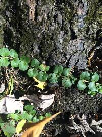 Lysimachia nummularia image