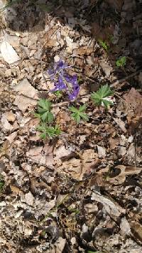 Delphinium tricorne image