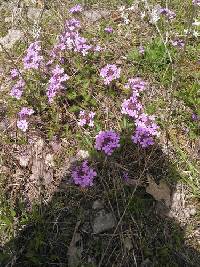 Glandularia canadensis image