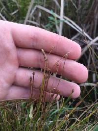 Eleocharis ovata image