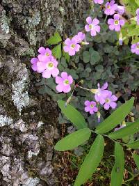 Oxalis violacea image