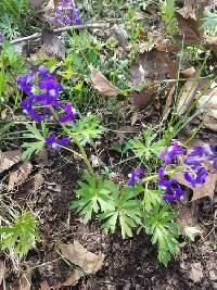 Delphinium tricorne image