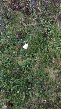 Eriophorum virginicum image