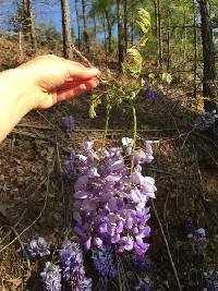 Wisteria sinensis image