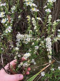 Symphyotrichum racemosum image