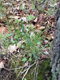 Sisyrinchium campestre image