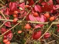 Euonymus alatus image