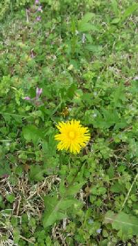 Taraxacum officinale subsp. officinale image