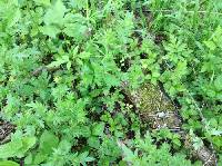 Potentilla indica image