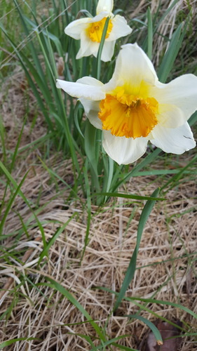 Narcissus tazetta image