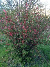 Chaenomeles speciosa image