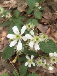 Rubus flagellaris image