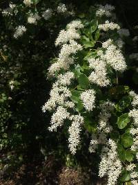 Ligustrum sinense image