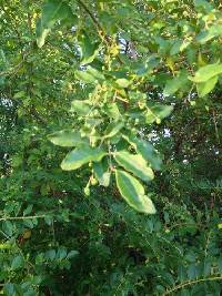 Ligustrum sinense image