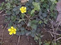 Potentilla indica image