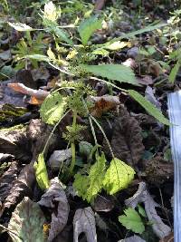 Pilea pumila image