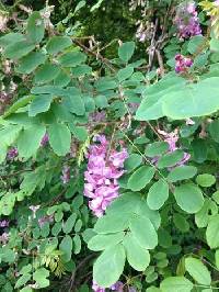 Robinia hispida image