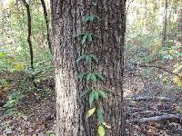 Bignonia capreolata image