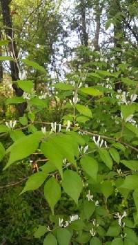 Lonicera maackii image