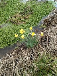 Narcissus pseudonarcissus image